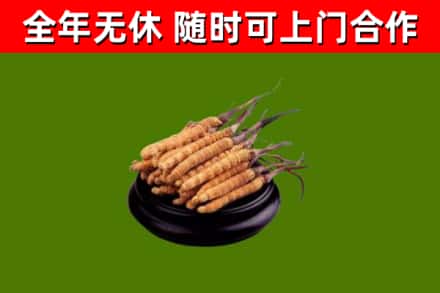 翔安回收冬虫夏草