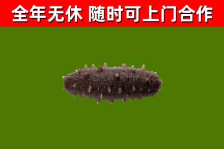 翔安回收海参干